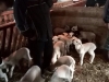 Баштионик на Косову и Метохији1