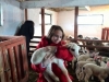 Баштионик на Косову и Метохији