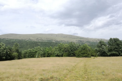 Старетина